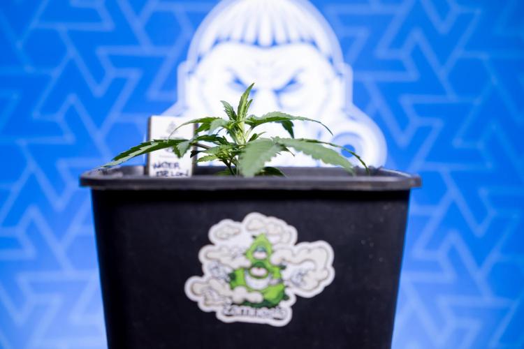 Watermelon Candy I Auto - Zamnesia x B&B. Week 2 - Watermelon Candy I - Veg - Day 16