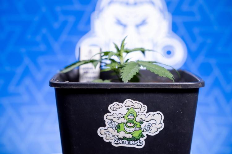 Watermelon Candy I Auto - Zamnesia x B&B. Week 2 - Watermelon Candy I - Veg - Day 16