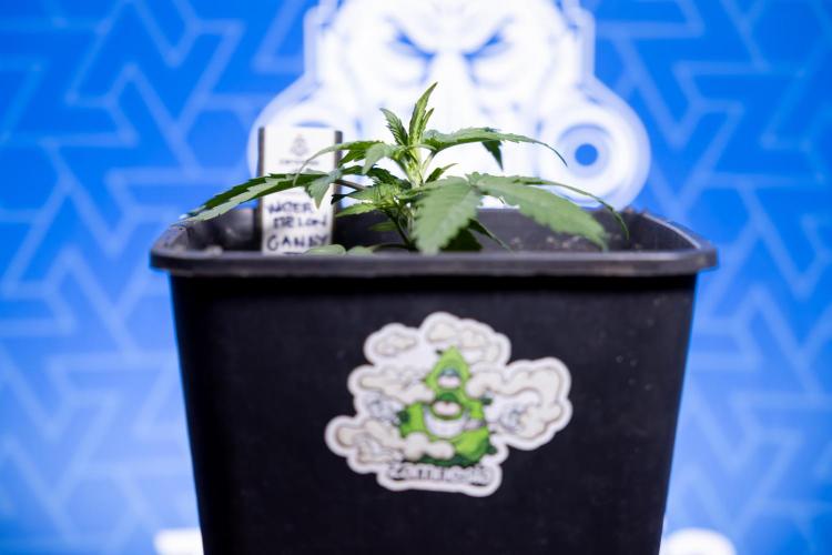 Watermelon Candy I Auto - Zamnesia x B&B. Week 2 - Watermelon Candy I - Veg - Day 16