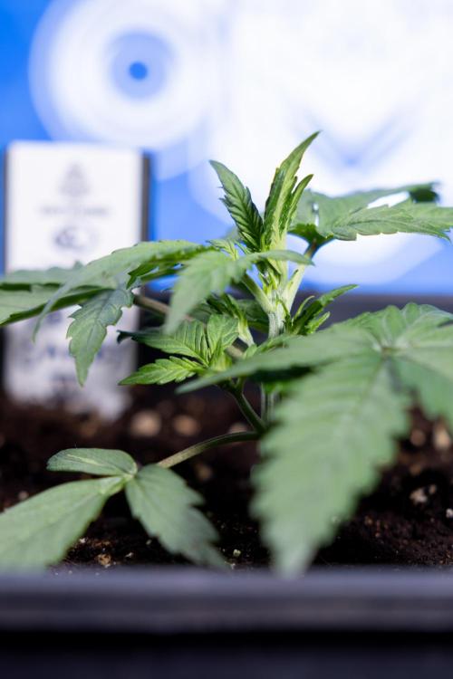 Watermelon Candy I Auto - Zamnesia x B&B. Week 2 - Watermelon Candy I - Veg - Day 16