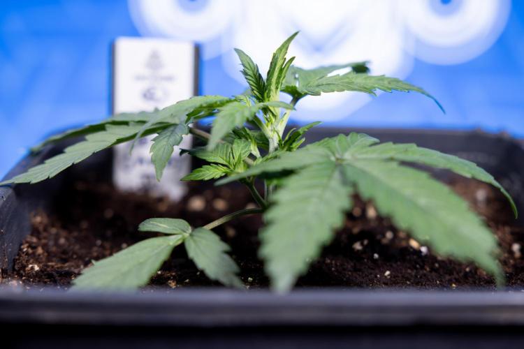 Watermelon Candy I Auto - Zamnesia x B&B. Week 2 - Watermelon Candy I - Veg - Day 16