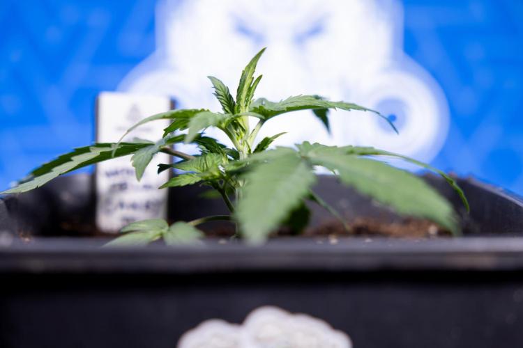 Watermelon Candy I Auto - Zamnesia x B&B. Week 2 - Watermelon Candy I - Veg - Day 16