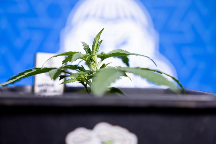 Watermelon Candy I Auto - Zamnesia x B&B. Week 2 - Watermelon Candy I - Veg - Day 16