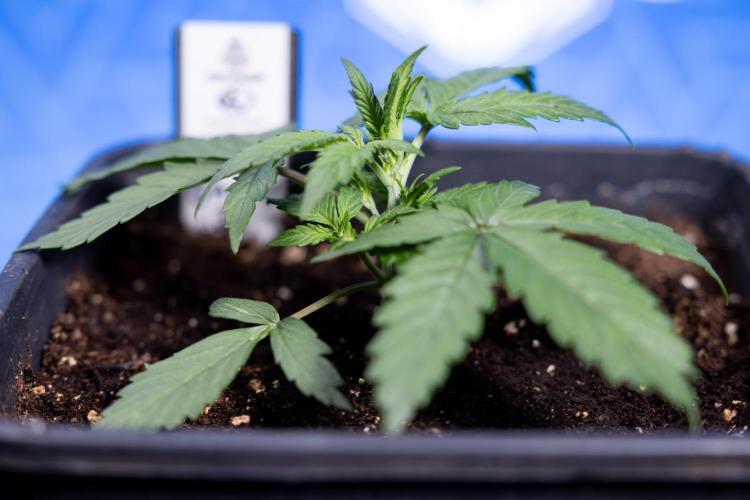 Watermelon Candy I Auto - Zamnesia x B&B. Week 2 - Watermelon Candy I - Veg - Day 16