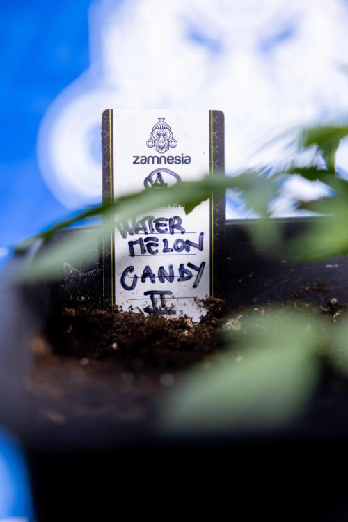 Watermelon Candy I Auto - Zamnesia x B&B. Week 2 - Watermelon Candy I - Veg - Day 16