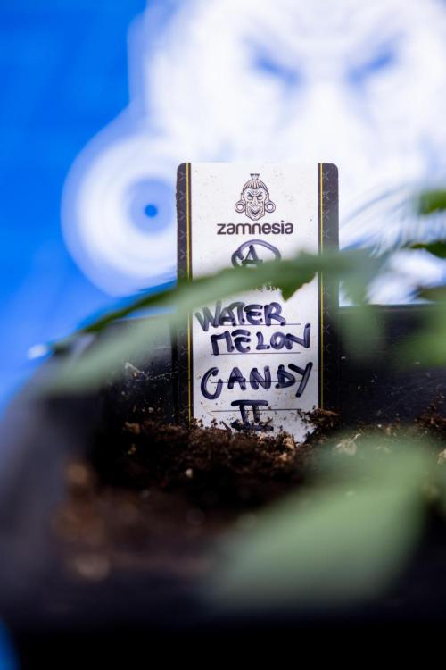 Watermelon Candy I Auto - Zamnesia x B&B. Week 2 - Watermelon Candy I - Veg - Day 16