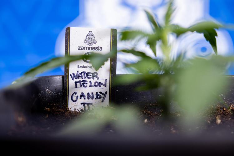 Watermelon Candy I Auto - Zamnesia x B&B. Week 2 - Watermelon Candy I - Veg - Day 16