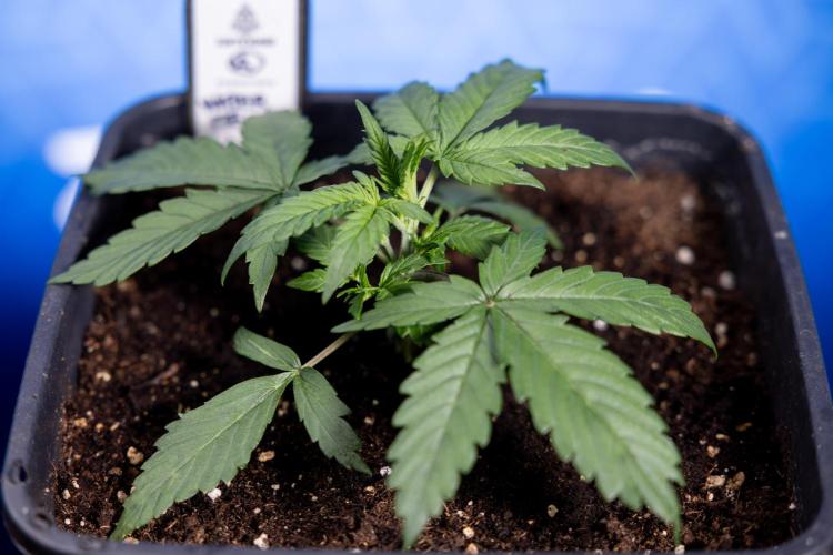 Watermelon Candy I Auto - Zamnesia x B&B. Week 2 - Watermelon Candy I - Veg - Day 16