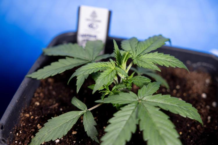 Watermelon Candy I Auto - Zamnesia x B&B. Week 2 - Watermelon Candy I - Veg - Day 16