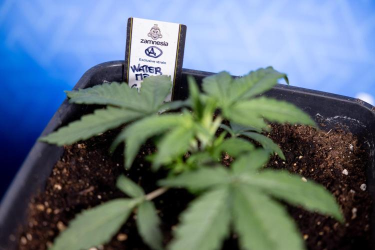 Watermelon Candy I Auto - Zamnesia x B&B. Week 2 - Watermelon Candy I - Veg - Day 16