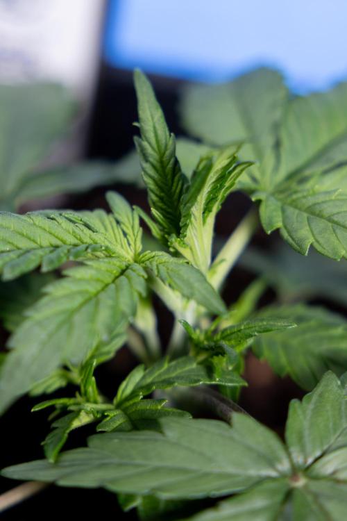 Watermelon Candy I Auto - Zamnesia x B&B. Week 2 - Watermelon Candy I - Veg - Day 16