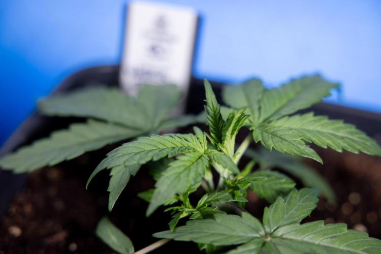 Watermelon Candy I Auto - Zamnesia x B&B. Week 2 - Watermelon Candy I - Veg - Day 16