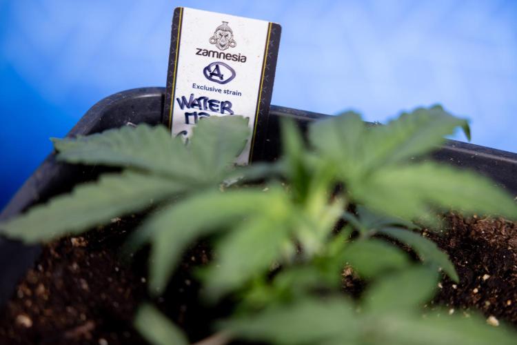 Watermelon Candy I Auto - Zamnesia x B&B. Week 2 - Watermelon Candy I - Veg - Day 16