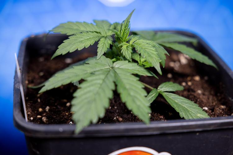 Watermelon Candy I Auto - Zamnesia x B&B. Week 2 - Watermelon Candy I - Veg - Day 16