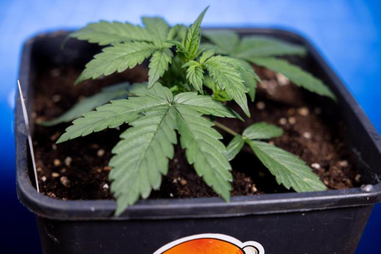 Watermelon Candy I Auto - Zamnesia x B&B. Week 2 - Watermelon Candy I - Veg - Day 16