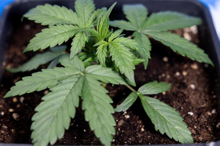 Watermelon Candy I Auto - Zamnesia x B&B. Week 2 - Watermelon Candy I - Veg - Day 16