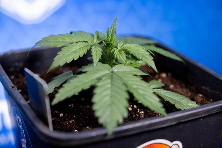 Watermelon Candy I Auto - Zamnesia x B&B. Week 2 - Watermelon Candy I - Veg - Day 16