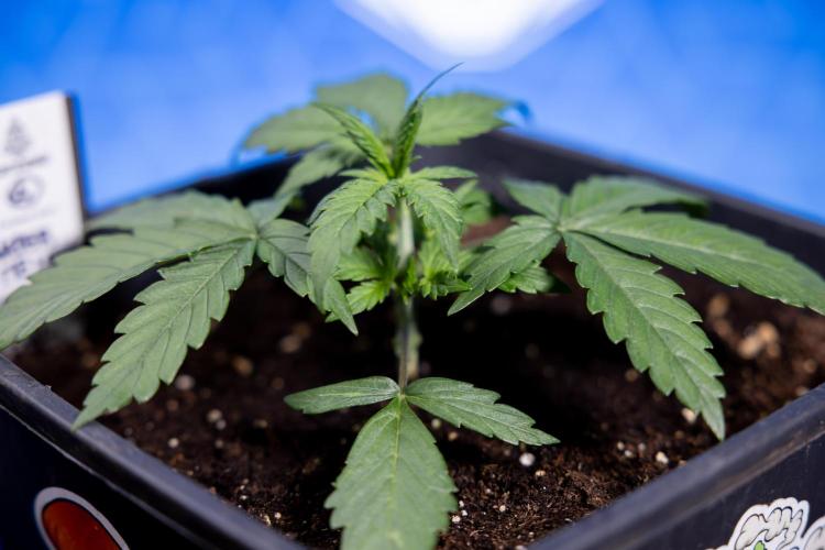 Watermelon Candy I Auto - Zamnesia x B&B. Week 2 - Watermelon Candy I - Veg - Day 16