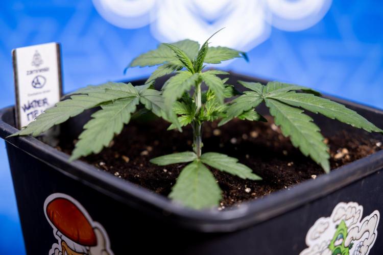 Watermelon Candy I Auto - Zamnesia x B&B. Week 2 - Watermelon Candy I - Veg - Day 16