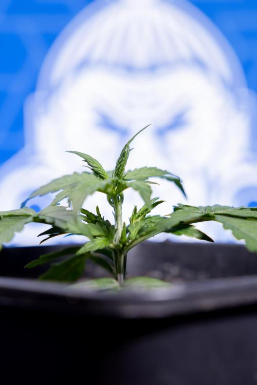 Watermelon Candy I Auto - Zamnesia x B&B. Week 2 - Watermelon Candy I - Veg - Day 16