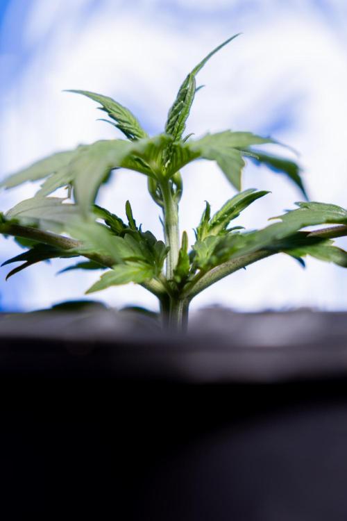 Watermelon Candy I Auto - Zamnesia x B&B. Week 2 - Watermelon Candy I - Veg - Day 16