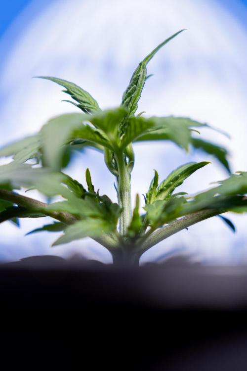 Watermelon Candy I Auto - Zamnesia x B&B. Week 2 - Watermelon Candy I - Veg - Day 16