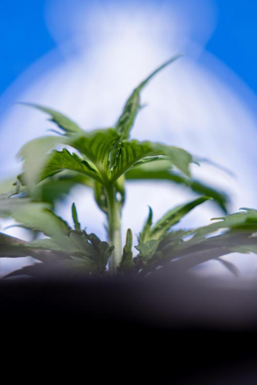 Watermelon Candy I Auto - Zamnesia x B&B. Week 2 - Watermelon Candy I - Veg - Day 16