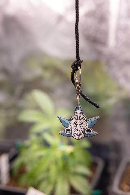 Watermelon Candy I Auto - Zamnesia x B&B. Week 2 - Zammi Protector