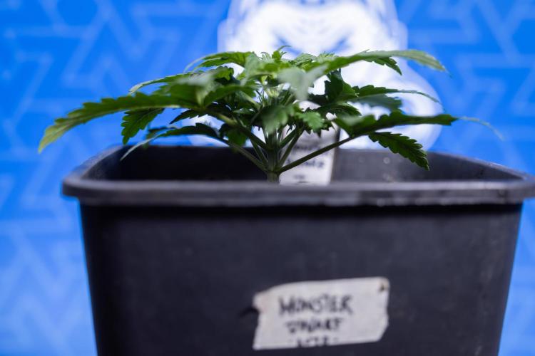 Monster Dwarf I Auto - Zamnesia x B&B. Week 2 - Monster Dwarf I - DAY 16 - VEG - No Techniques