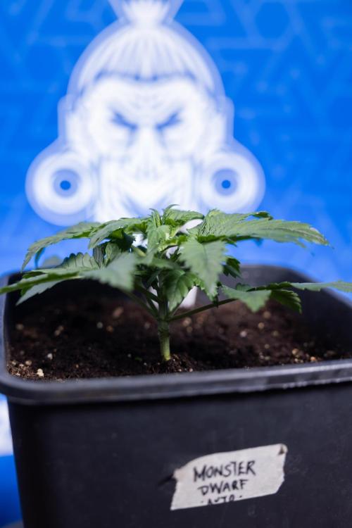 Monster Dwarf I Auto - Zamnesia x B&B. Week 2 - Monster Dwarf I - DAY 16 - VEG - No Techniques