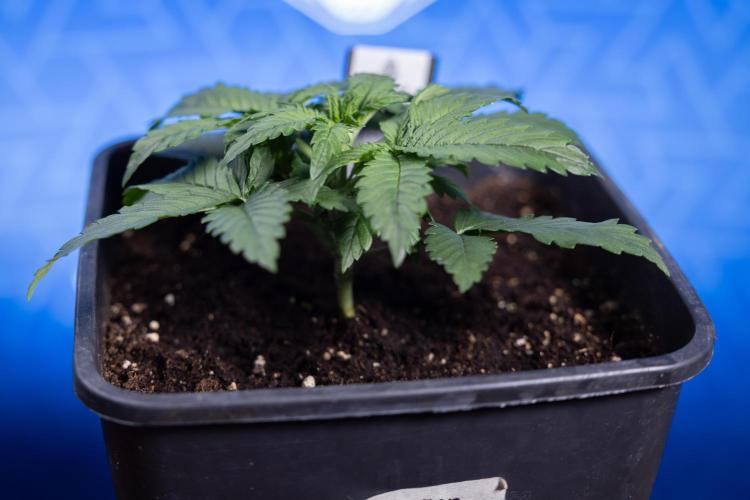 Monster Dwarf I Auto - Zamnesia x B&B. Week 2 - Monster Dwarf I - DAY 16 - VEG - No Techniques