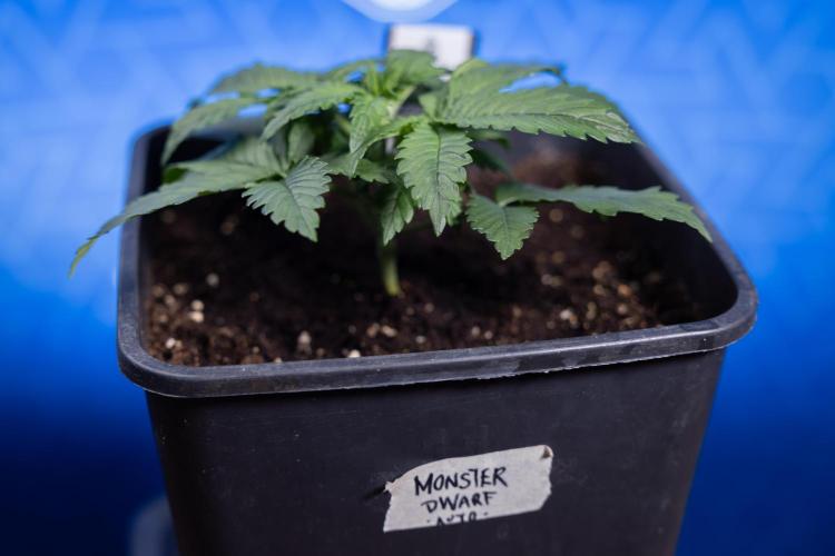 Monster Dwarf I Auto - Zamnesia x B&B. Week 2 - Monster Dwarf I - DAY 16 - VEG - No Techniques