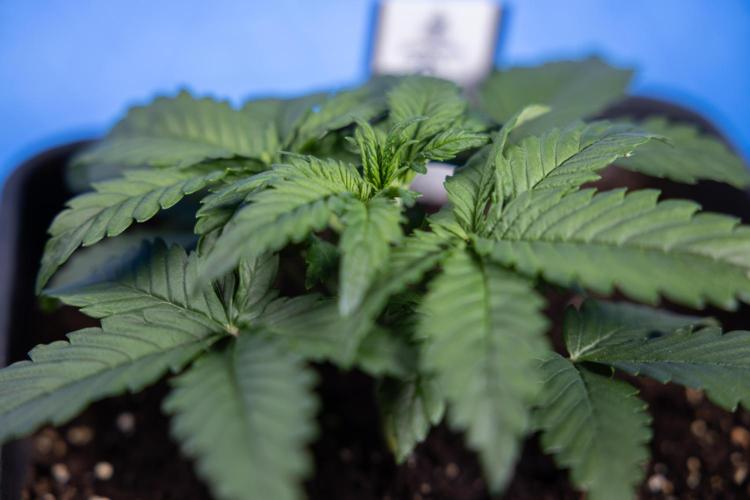 Monster Dwarf I Auto - Zamnesia x B&B. Week 2 - Monster Dwarf I - DAY 16 - VEG - No Techniques