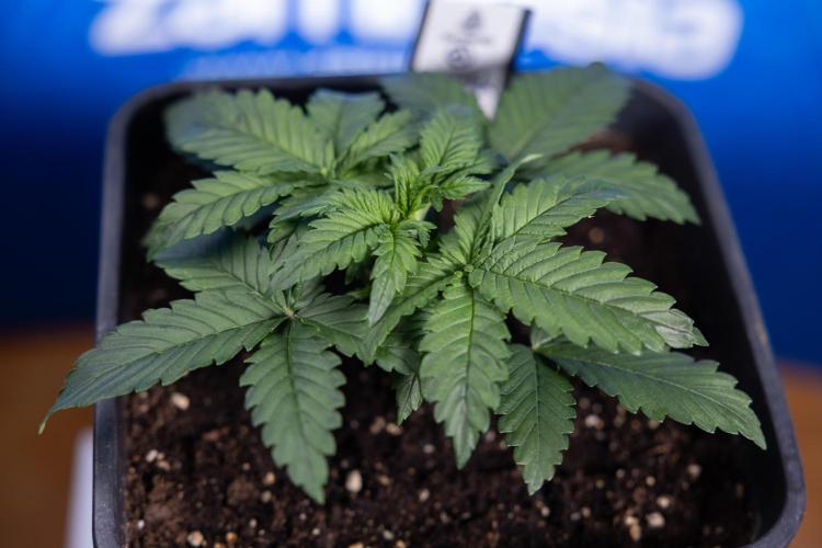 Monster Dwarf I Auto - Zamnesia x B&B. Week 2 - Monster Dwarf I - DAY 16 - VEG - No Techniques