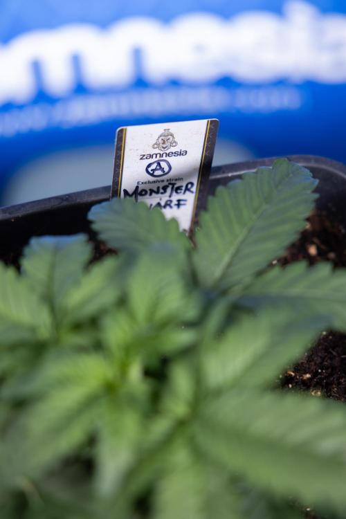Monster Dwarf I Auto - Zamnesia x B&B. Week 2 - Monster Dwarf I - DAY 16 - VEG - No Techniques