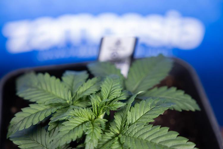 Monster Dwarf I Auto - Zamnesia x B&B. Week 2 - Monster Dwarf I - DAY 16 - VEG - No Techniques