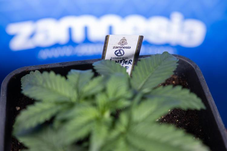 Monster Dwarf I Auto - Zamnesia x B&B. Week 2 - Monster Dwarf I - DAY 16 - VEG - No Techniques