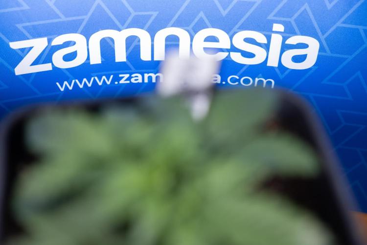 Monster Dwarf I Auto - Zamnesia x B&B. Week 2 - Monster Dwarf I - DAY 16 - VEG - No Techniques