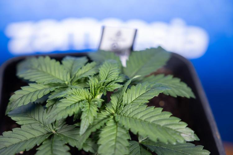 Monster Dwarf I Auto - Zamnesia x B&B. Week 2 - Monster Dwarf I - DAY 16 - VEG - No Techniques