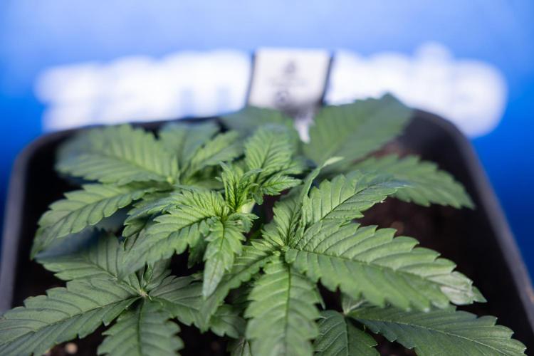 Monster Dwarf I Auto - Zamnesia x B&B. Week 2 - Monster Dwarf I - DAY 16 - VEG - No Techniques