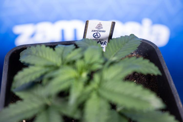 Monster Dwarf I Auto - Zamnesia x B&B. Week 2 - Monster Dwarf I - DAY 16 - VEG - No Techniques