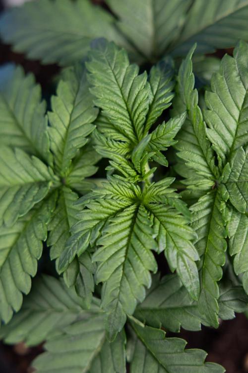 Monster Dwarf I Auto - Zamnesia x B&B. Week 2 - Monster Dwarf I - DAY 16 - VEG - No Techniques