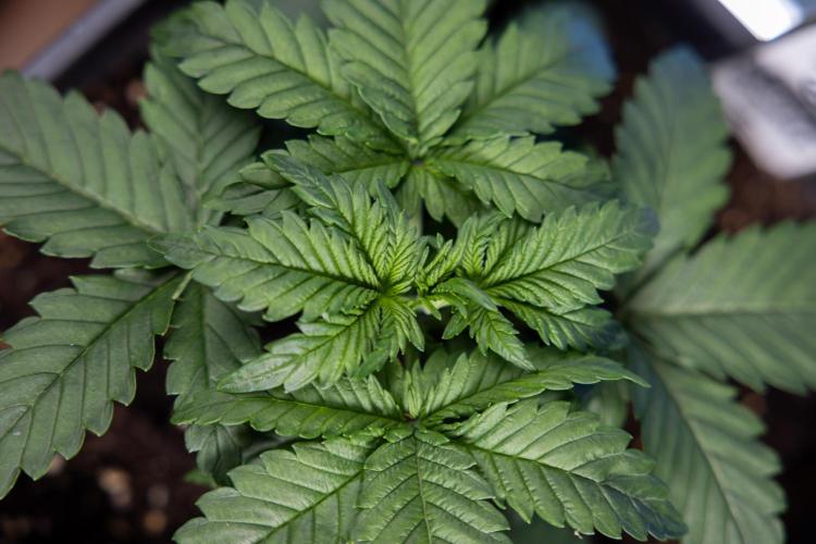 Monster Dwarf I Auto - Zamnesia x B&B. Week 2 - Monster Dwarf I - DAY 16 - VEG - No Techniques