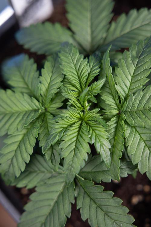 Monster Dwarf I Auto - Zamnesia x B&B. Week 2 - Monster Dwarf I - DAY 16 - VEG - No Techniques