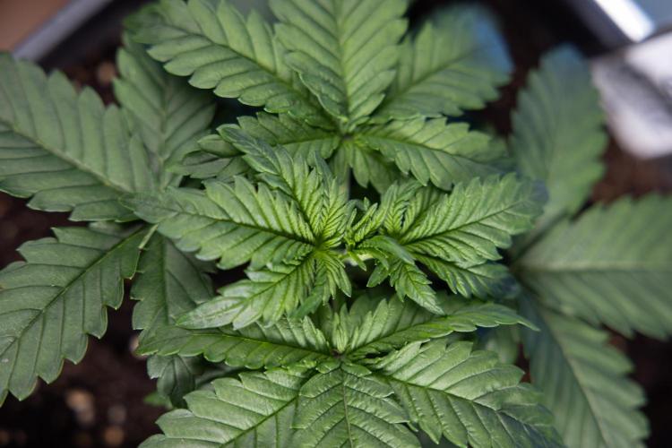 Monster Dwarf I Auto - Zamnesia x B&B. Week 2 - Monster Dwarf I - DAY 16 - VEG - No Techniques