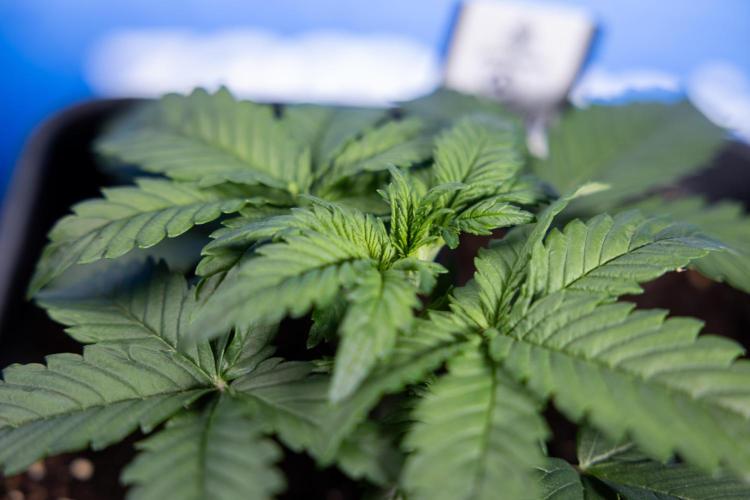 Monster Dwarf I Auto - Zamnesia x B&B. Week 2 - Monster Dwarf I - DAY 16 - VEG - No Techniques