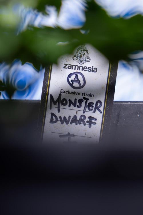 Monster Dwarf I Auto - Zamnesia x B&B. Week 2 - Monster Dwarf I - DAY 16 - VEG - No Techniques