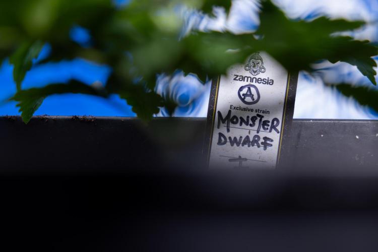 Monster Dwarf I Auto - Zamnesia x B&B. Week 2 - Monster Dwarf I - DAY 16 - VEG - No Techniques