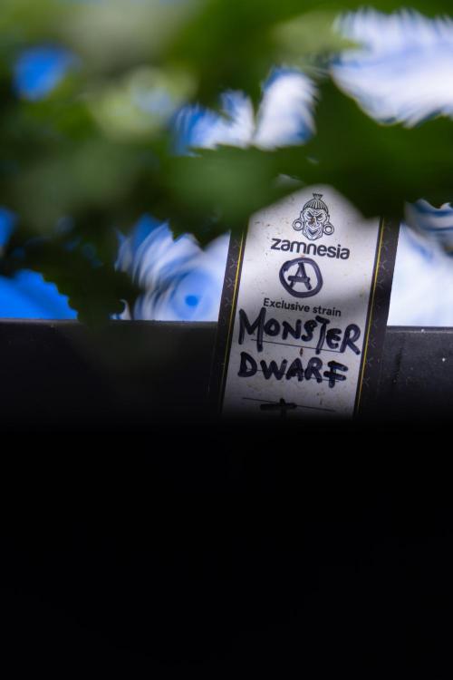 Monster Dwarf I Auto - Zamnesia x B&B. Week 2 - Monster Dwarf I - DAY 16 - VEG - No Techniques