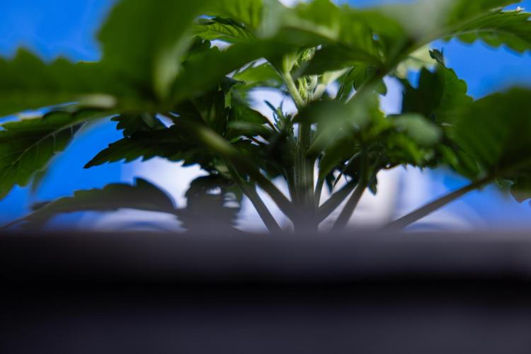 Monster Dwarf I Auto - Zamnesia x B&B. Week 2 - Monster Dwarf I - DAY 16 - VEG - No Techniques